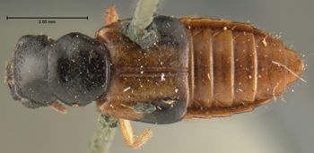 Media type: image; Entomology 34612   Aspect: habitus dorsal view